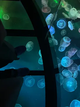 すみだ水族館に投稿された画像（2021/11/20）