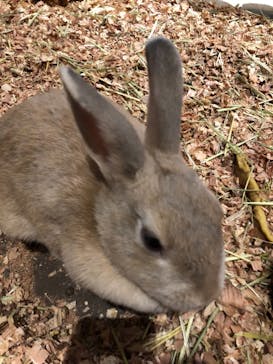 Moff animal world MARK IS みなとみらい店に投稿された画像（2021/11/20）