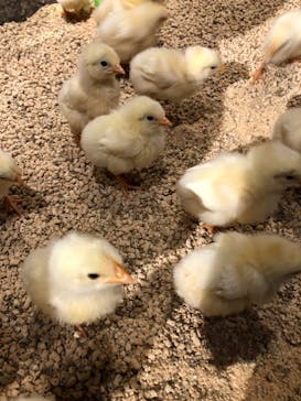 Moff animal world MARK IS みなとみらい店に投稿された画像（2021/11/20）