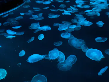 すみだ水族館に投稿された画像（2021/11/20）