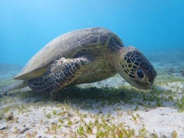 マリンヴィレッジ奄美に投稿された画像（2021/11/20）