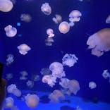 新江ノ島水族館に投稿された画像（2021/11/20）