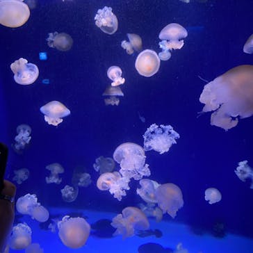 新江ノ島水族館に投稿された画像（2021/11/20）