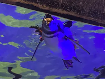 すみだ水族館に投稿された画像（2021/11/20）