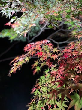 江戸東京たてもの園に投稿された画像（2021/11/20）