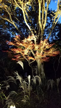 江戸東京たてもの園に投稿された画像（2021/11/20）