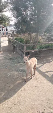 神戸どうぶつ王国に投稿された画像（2021/11/20）