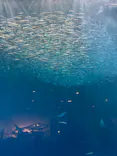 名古屋港水族館に投稿された画像（2021/11/20）