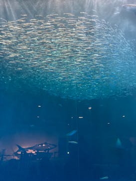 名古屋港水族館に投稿された画像（2021/11/20）