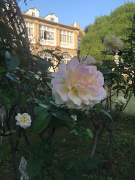 鳩山会館に投稿された画像（2021/11/20）