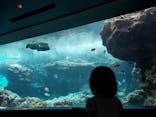 沖縄美ら海水族館に投稿された画像（2021/11/20）