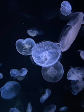 サンシャイン水族館に投稿された画像（2021/11/20）