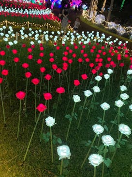 美らヤシパークオキナワ・東南植物楽園に投稿された画像（2021/11/20）