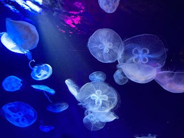 サンシャイン水族館に投稿された画像（2021/11/20）