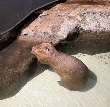 マクセル アクアパーク品川に投稿された画像（2021/11/20）