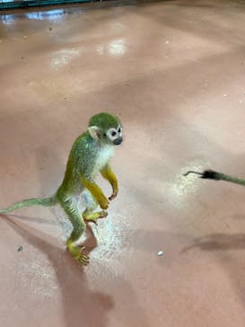 那須ワールドモンキーパークに投稿された画像（2021/11/20）