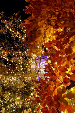 ひらかたパークに投稿された画像（2021/11/20）