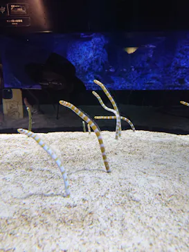 すみだ水族館に投稿された画像（2021/11/21）