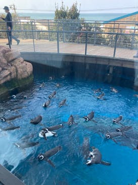 上越市立水族博物館 うみがたりに投稿された画像（2021/11/21）