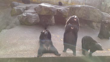 奥飛騨クマ牧場に投稿された画像（2021/11/21）