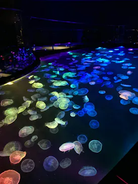 すみだ水族館に投稿された画像（2021/11/21）