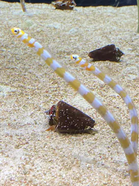 すみだ水族館に投稿された画像（2021/11/21）