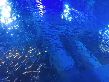 横浜・八景島シーパラダイスに投稿された画像（2021/11/21）