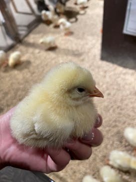 Moff animal world MARK IS みなとみらい店に投稿された画像（2021/11/21）