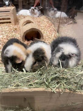 Moff animal world MARK IS みなとみらい店に投稿された画像（2021/11/21）