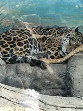 天王寺動物園に投稿された画像（2021/11/21）