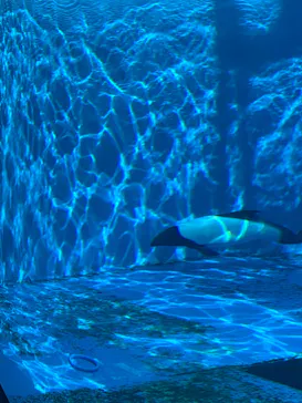 仙台うみの杜水族館に投稿された画像（2021/11/21）