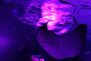 サンシャイン水族館に投稿された画像（2021/11/21）