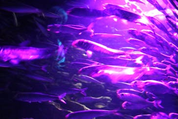 サンシャイン水族館に投稿された画像（2021/11/21）