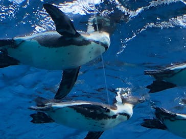 サンシャイン水族館に投稿された画像（2021/11/21）
