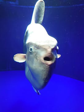 サンシャイン水族館に投稿された画像（2021/11/21）