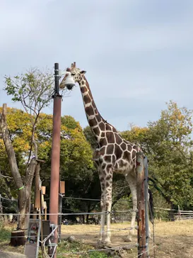天王寺動物園に投稿された画像（2021/11/21）