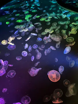 すみだ水族館に投稿された画像（2021/11/21）