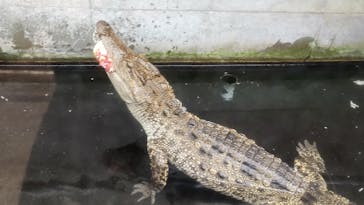 熱川バナナワニ園に投稿された画像（2021/11/21）