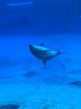 名古屋港水族館に投稿された画像（2021/11/21）
