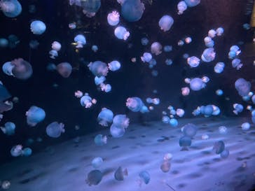 京都鉄道博物館×京都水族館に投稿された画像（2021/11/21）