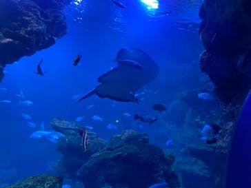 京都鉄道博物館×京都水族館に投稿された画像（2021/11/21）