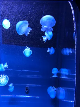 すみだ水族館に投稿された画像（2021/11/21）