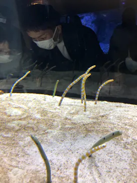 すみだ水族館に投稿された画像（2021/11/21）