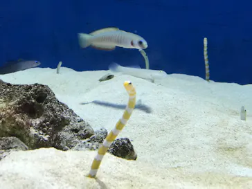 仙台うみの杜水族館に投稿された画像（2021/11/21）