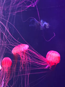 すみだ水族館に投稿された画像（2021/11/21）