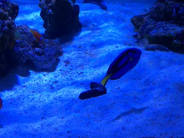 すみだ水族館に投稿された画像（2021/11/21）