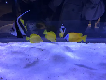 すみだ水族館に投稿された画像（2021/11/21）