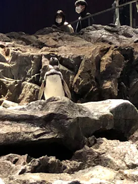 すみだ水族館に投稿された画像（2021/11/21）