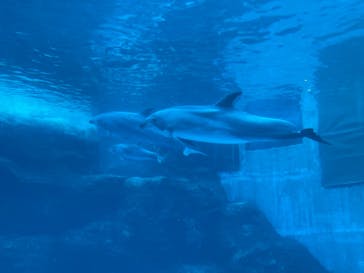 名古屋港水族館に投稿された画像（2021/11/21）