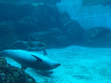 名古屋港水族館に投稿された画像（2021/11/21）